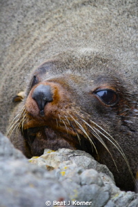 Female sea lion snorted at me when I walked by. by Beat J Korner 